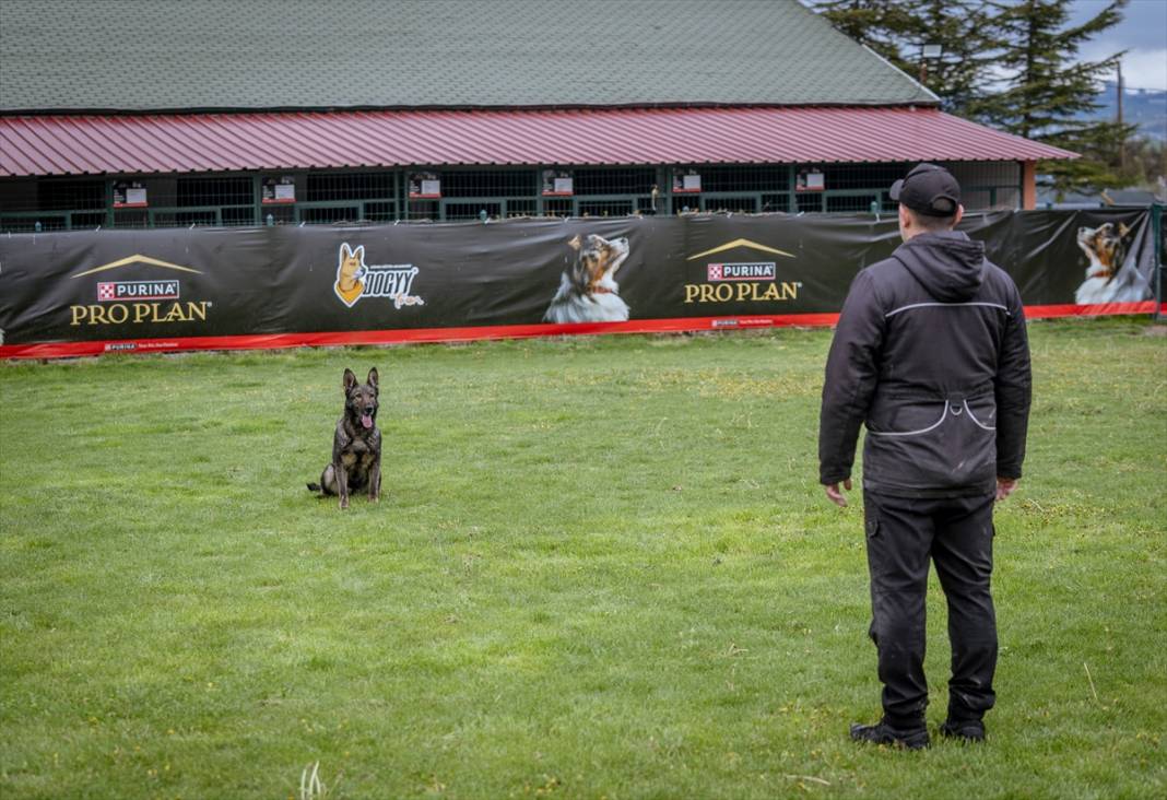 Özel eğitimli köpekler yeraltındaki su kaçaklarını tespit edecek 5